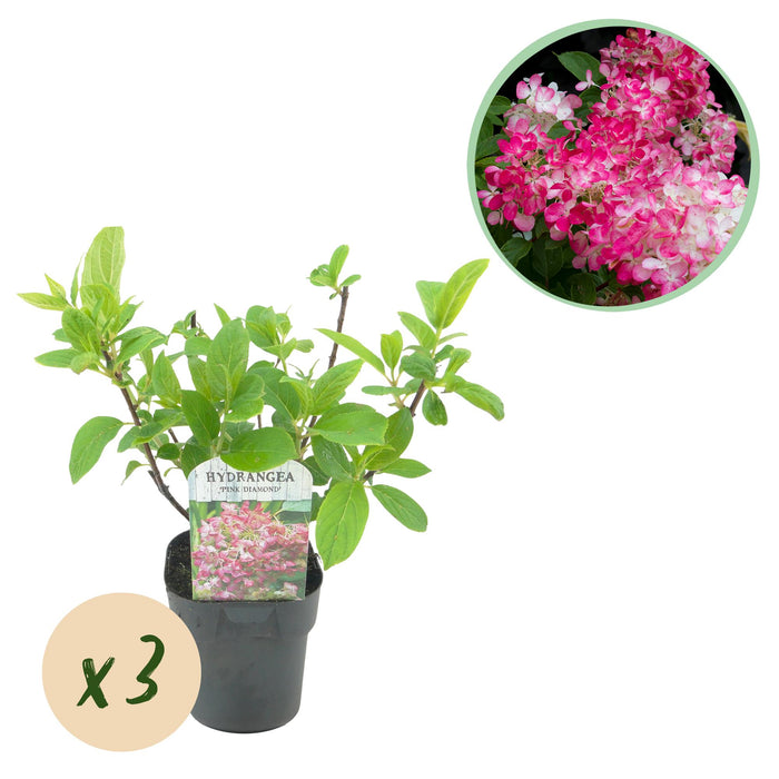 Pluim Hortensia - Hydrangea panniculata Pink Diamond - Bloem Wit Roze - 3 Planten - 1 m2 - Bladverliezend - Grote Bloemen - Pot 17cm Hoogte 50cm