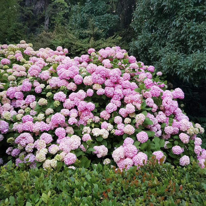 Hortensia - Hydrangea macrophylla Roze - Bloem Roze - 3 Planten - 1 m2 - Bladverliezend - Weinig Onderhoud - Pot 17cm Hoogte 30cm