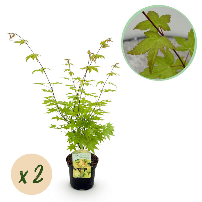 Terrasplant - Japanse Esdoorn - Acer palmatum Summergold - Geel - 2 Planten - Bladverliezend - ↕70cm - Ø19cm