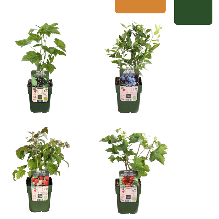 Fruitplanten mix Biologisch - set van 4 verschillende soorten - ↕20-25cm - Ø13cm "Vruchtenparadijs"