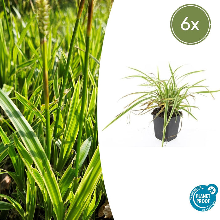 Carex morrowii 'Aureovariegata' - Zegge - ↕10-25cm - Ø9cm - 6x