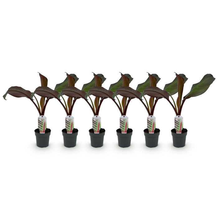 Fruitplant - Bananen plant - Ensete ventricosum Maurelli - Winterhard - 6 planten - Pot 12cm Hoogte 30cm