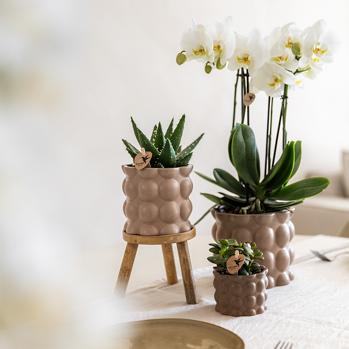 Plantenset Cotton zand | Groene planten met witte Phalaenopsis orchidee Ghent in keramieken sierpotten