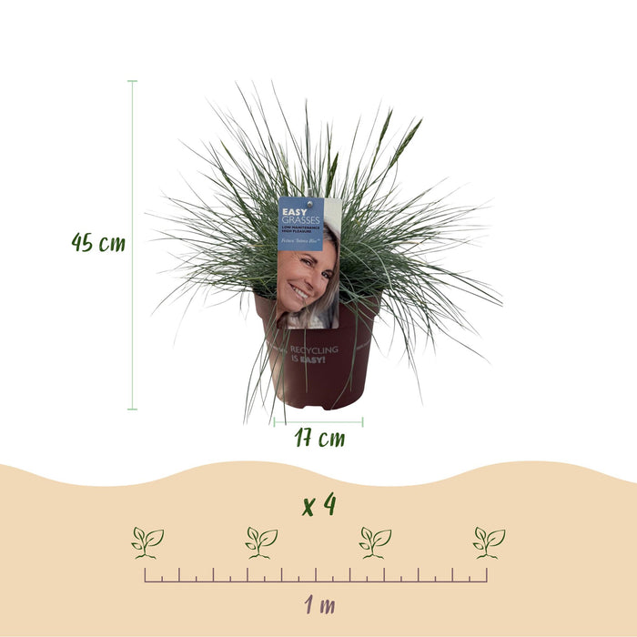 Festuca glauca Intense Blue  - Blauw - 4 Planten - Bladhoudend - Weinig Onderhoud - Pot 17cm Hoogte 50cm