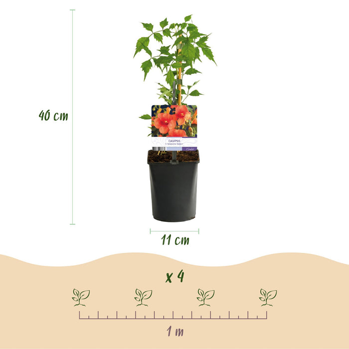 Klimplanten Rainbow - Clematis montana Rubens  Hedera helix lonicera Goldflame Campsis madame Galen   - Jaarrond kleur - 4 planten - Pot 11cm Hoogte 40cm
