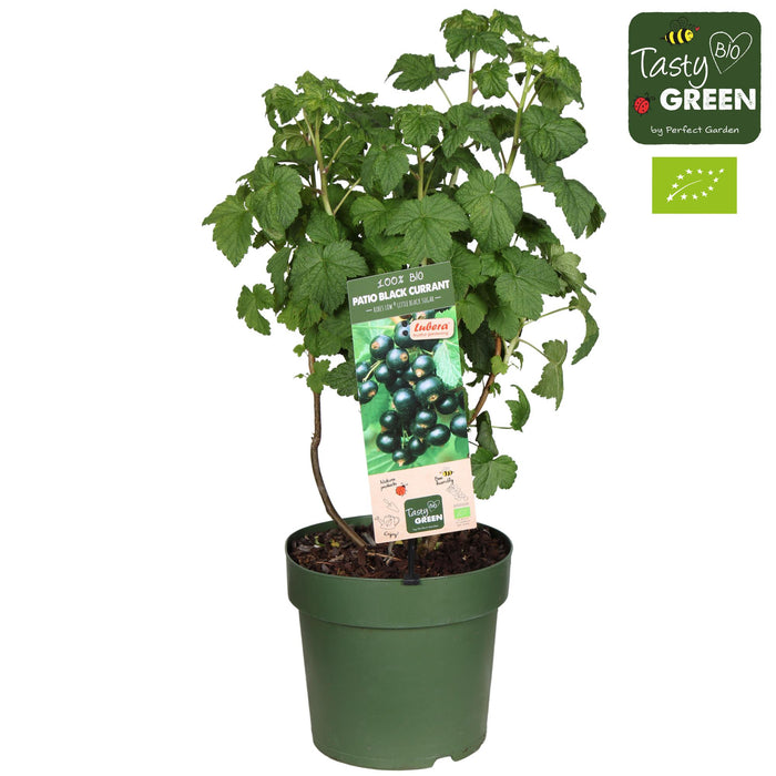 Ribes Low 'Little Black Sugar' Bio - Zwarte bes - ↕50cm - Ø23cm