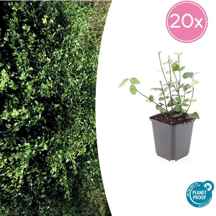 Euonymus Fortunei 'Coloratus' - Japanse Kardinaalsmuts - ↕10-25cm - Ø9cm - 20x