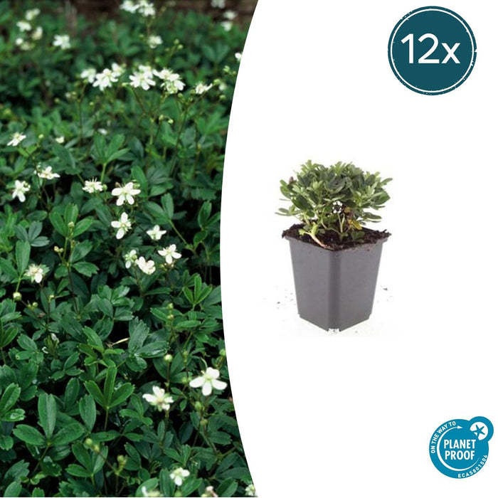 Potentilla tridentata 'Nuuk' - Ganzerik - ↕10-25cm - Ø9cm - 12x