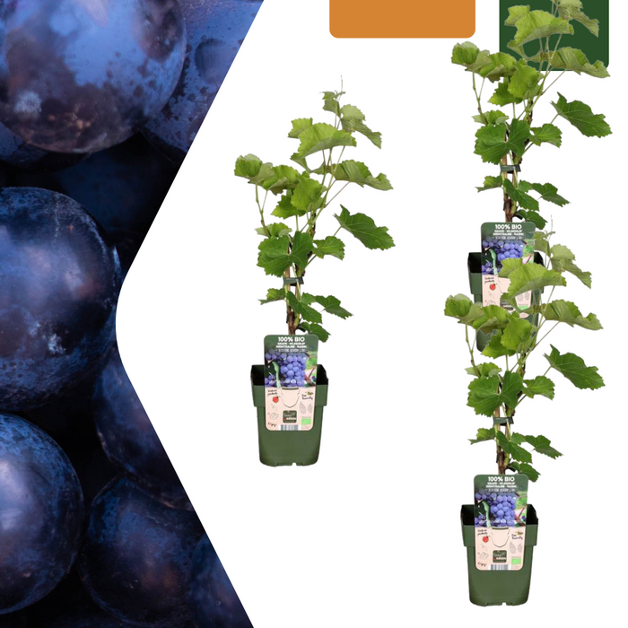 Druivenplanten Biologisch - ↕20cm - Ø13cm - 3x