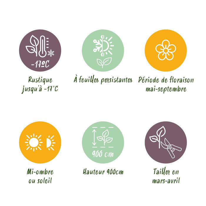 Toscaanse jasmijn - Trachelospermum jasminoides - Bloem Wit - Groenblijvend  - 2 planten - ↕40cm - Ø11cm