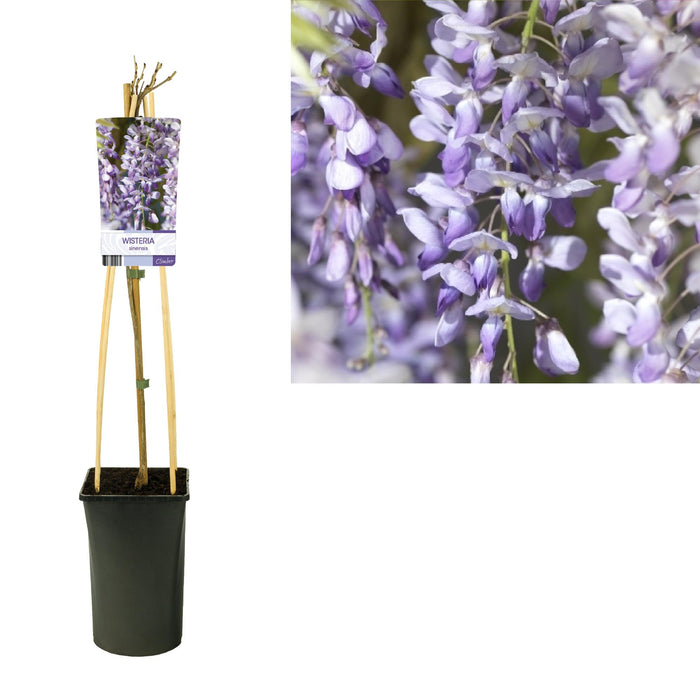 Wisteria Sinensis - Chinese Blauwe Regen - ↕75cm - Ø17cm