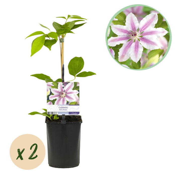 Clematis Nelly Moser - Bosrank - Bloem Roze - ↕40cm - Ø11cm - 2x