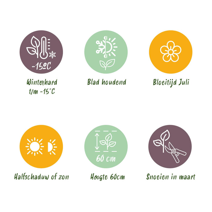 Carex comans Frosted Curls - Groen - 4 Planten - Bladhoudend - Weinig Onderhoud - Pot 17cm Hoogte 50cm