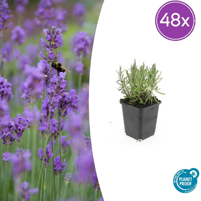Lavandula ang. 'Munstead' - ↕10-25cm - Ø9cm - 48x