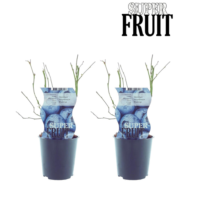 Vaccinium Bluecrop - Blauwe bes - ↕30cm - Ø12cm - 2x