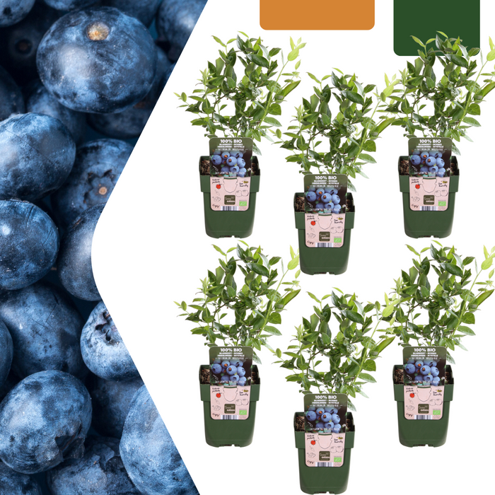 Vaccinium Corymbosum - Bosbessenplanten BIO - ↕20cm - Ø13cm - 6x
