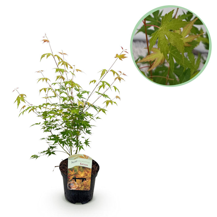 Terrasplant - Japanse Esdoorn - Acer palmatum Katsura - Oranje - Bladverliezend - ↕70cm - Ø19cm