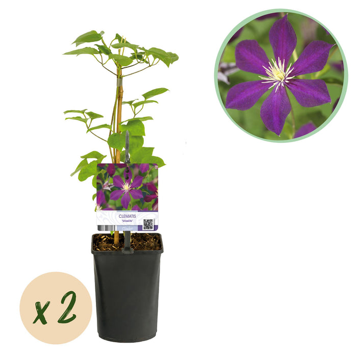 Clematis Mikelite - Bosrank - Bloem Paars - ↕40cm - Ø11cm - 2x