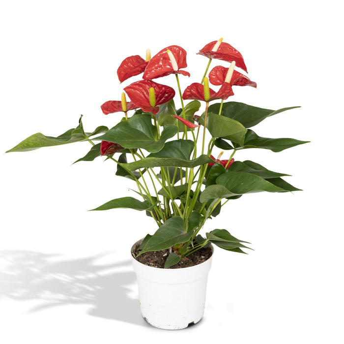 Anthurium Red - ↕55cm - Ø17cm