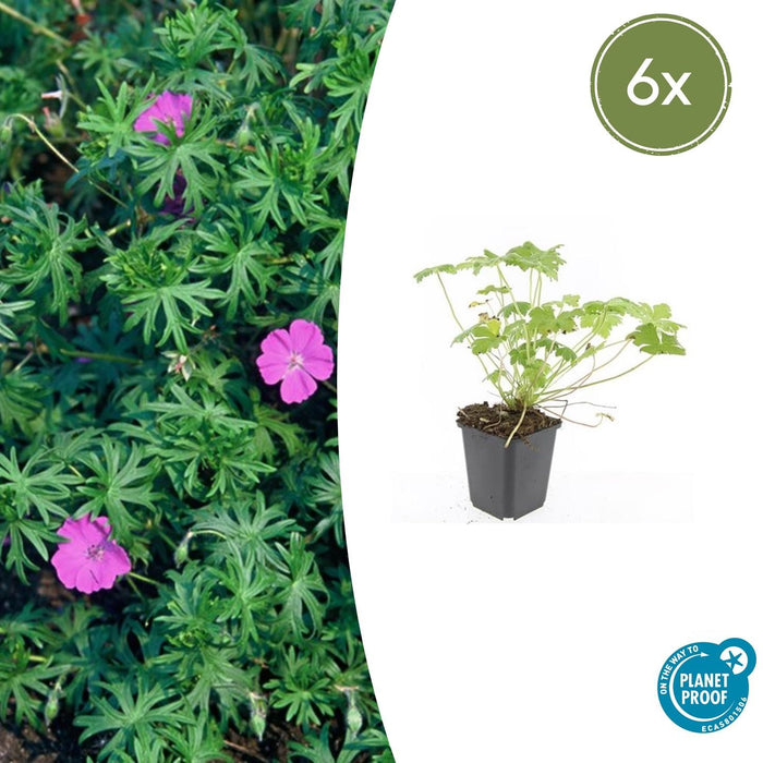 Geranium 'Tiny Monster' - ↕10-25cm - Ø9cm - 6x