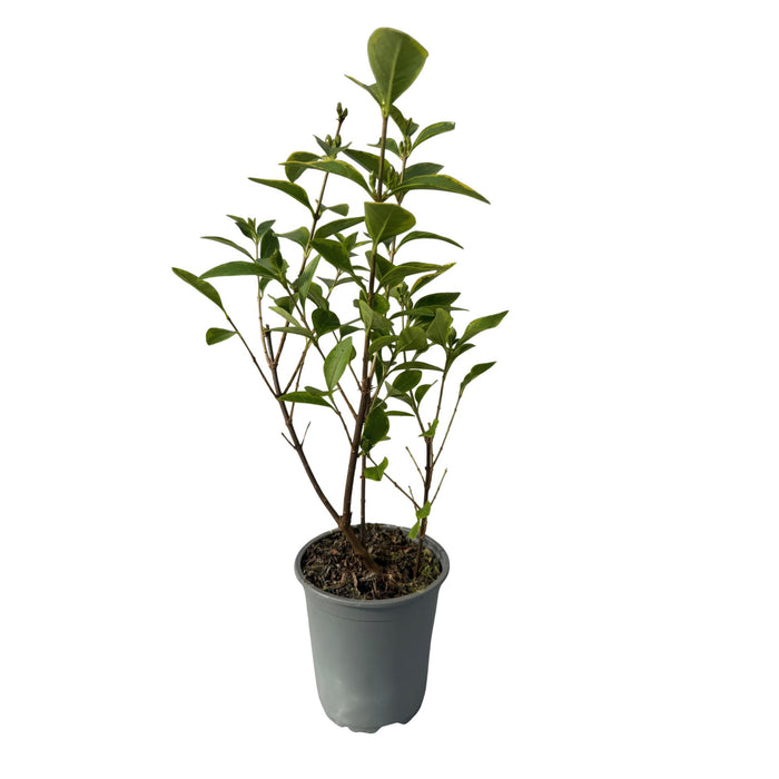 Haagplanten - Ligustrum ovalifolium Aureum - blad geel groen - 8 planten - 1 strekkende meter - groenblijvend - pot  9cm hoogte 35-40cm