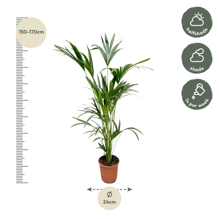 Kentia palm - ↕160cm - Ø24cm