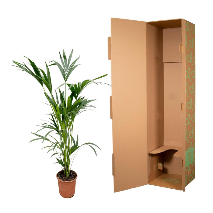Kentia palm - ↕160cm - Ø24cm