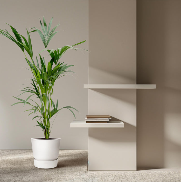 Kentia palm - ↕160cm - Ø24cm