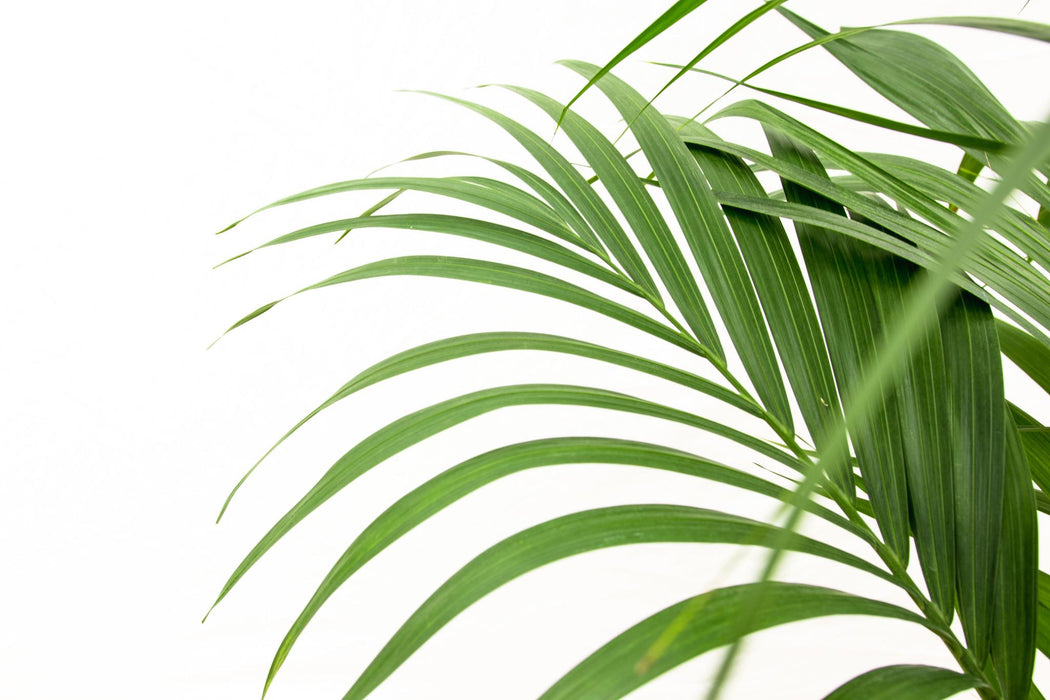 Kentia palm - ↕160cm - Ø24cm