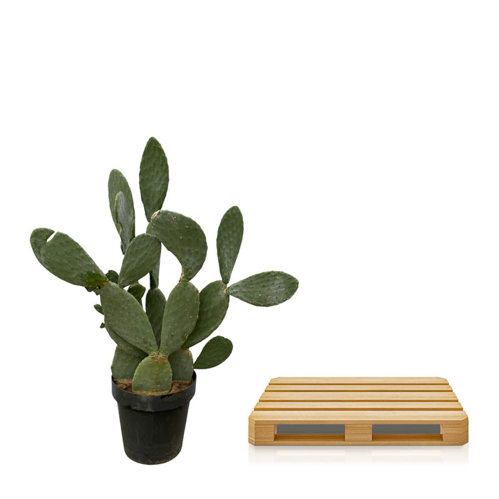 Opuntia Ficus Indica - ↕140cm - Ø50cm