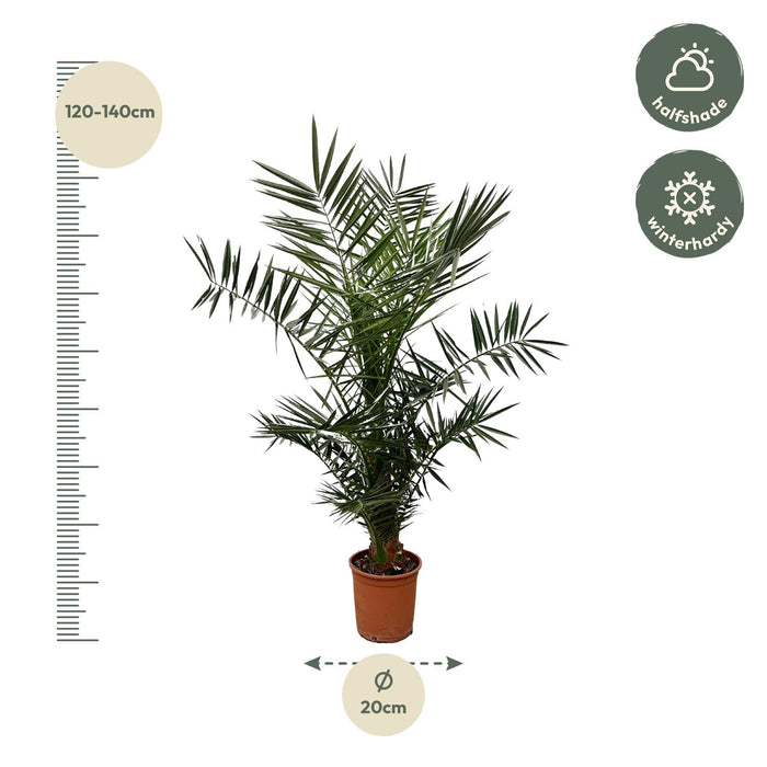 Phoenix Canariensis - Canarische Dadelpalm - ↕130cm - Ø20cm