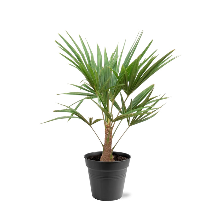 Trachycarpus - ↕90cm- Ø21cm