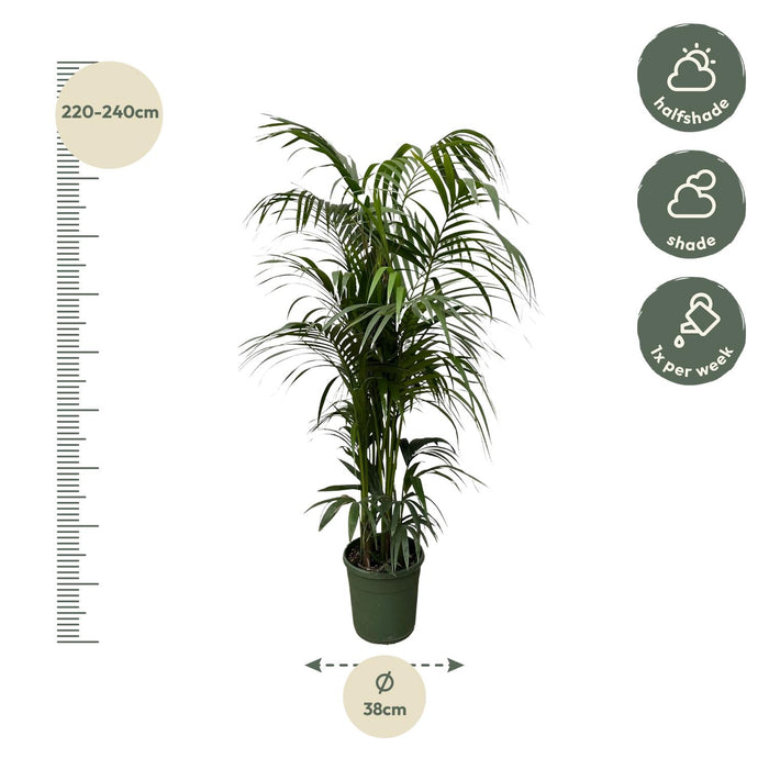 Kentia palm - ↕230cm - Ø38cm - Howea