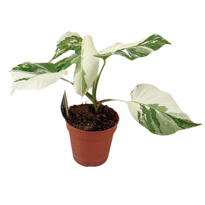 Monstera Deliciosa Variegata Super White - Gatenplant - ↕50cm - Ø15cm