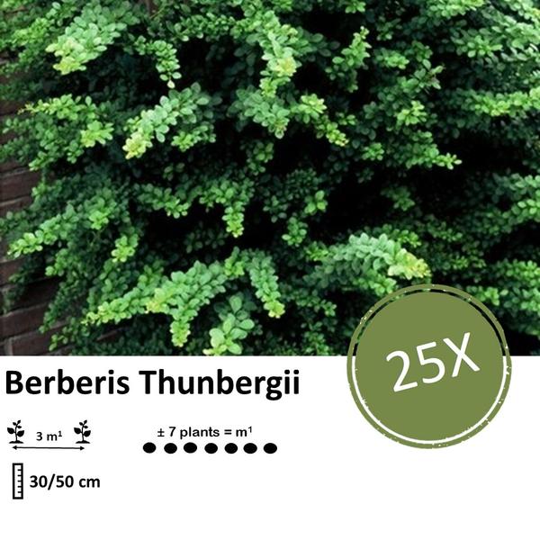 Berberis thunbergii - Zuurbes - ↕30-50cm - blote wortel - 25x