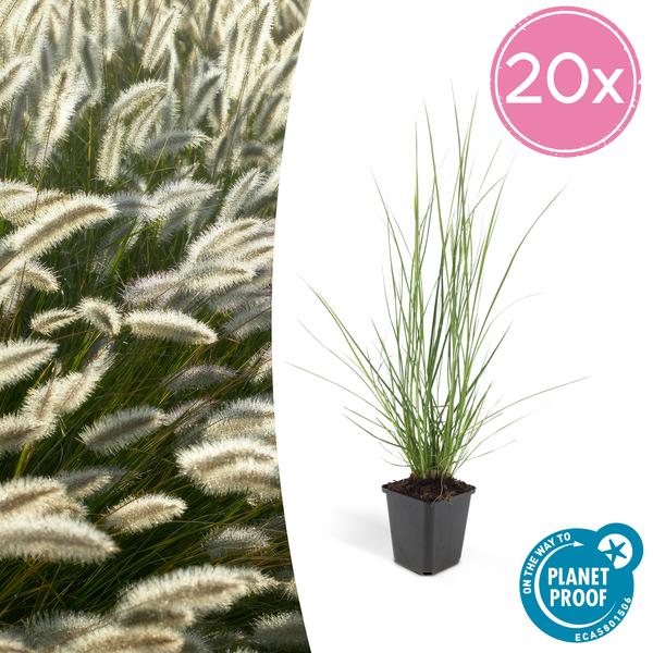 Pennisetum Alopecuroides 'Hameln' - Lampenpoetsersgras - ↕10-25cm - Ø9cm - Siergras - 20x