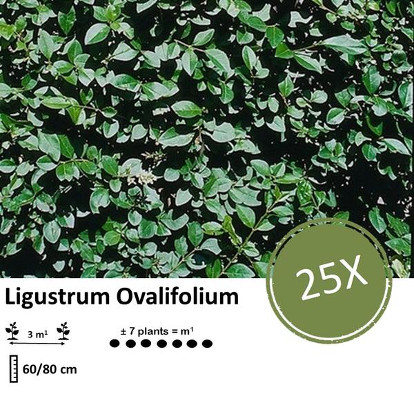 Ligustrum Ovalifolium - Blote wortel - ↕60-80cm - 25x