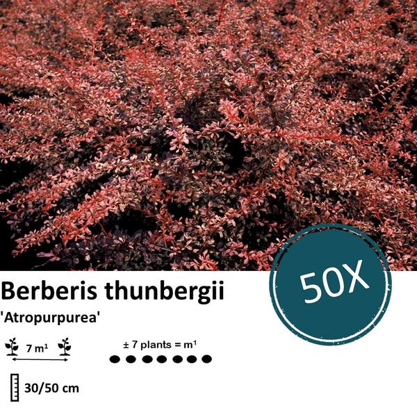 Berberis thunbergii 'Atropurpurea' - Zuurbes - ↕30-50cm - blote wortel - 50x