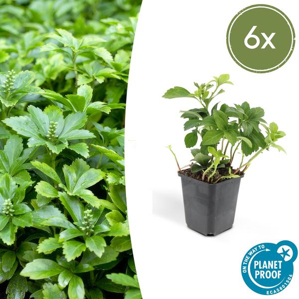 Pachysandra Terminalis 'Green Carpet' - Schaduwkruid - ↕10-25cm - Ø9cm - Bodembedekker - 6x
