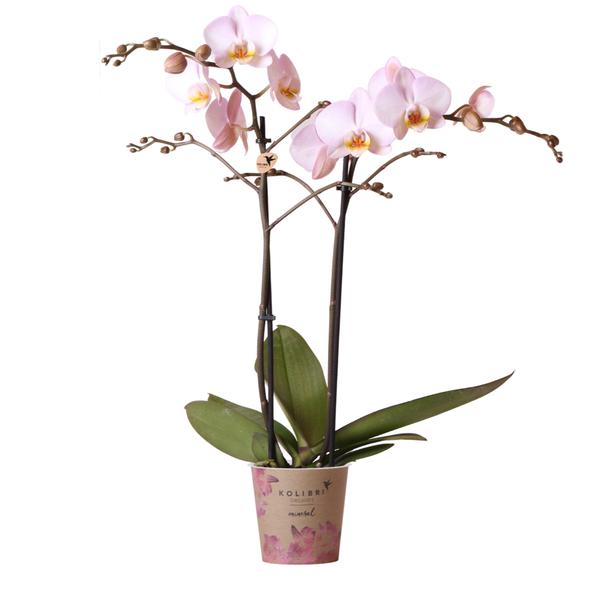 Roze Phalaenopsis orchidee - Mineral Kikion - Ø12cm - Bloeiende kamerplant