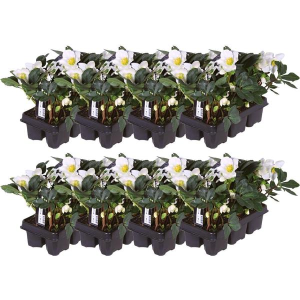 Kerstroos planten | 48x Helleborus niger 'Christmas Carol' | Ø7cm | ↕20cm