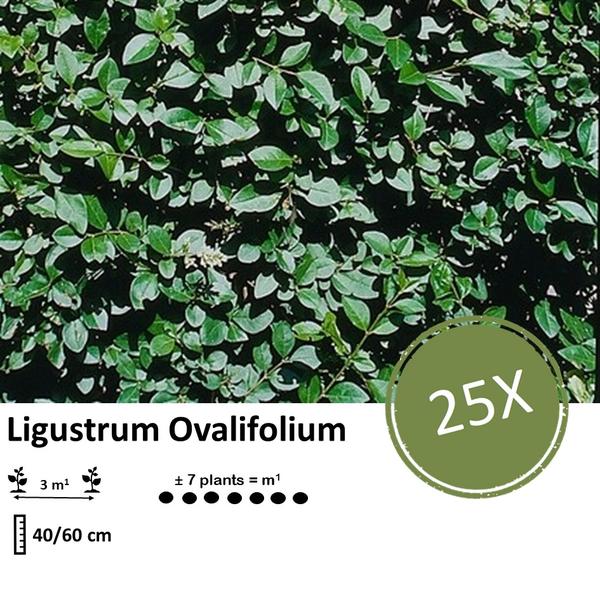 Ligustrum Ovalifolium - Blote wortel - ↕40-60cm - 25x