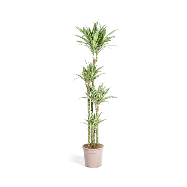 Dracaena Deremensis White Stripe - ↕180cm - Ø27cm