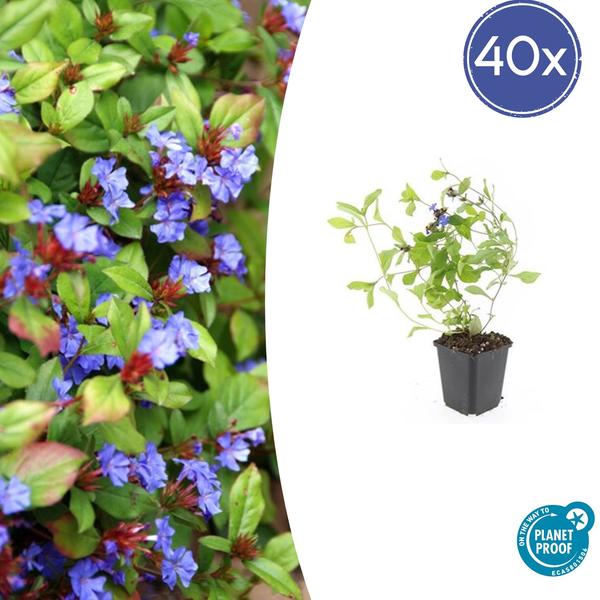 Ceratostigma Plumbaginoides - Loodkruid - ↕10-25cm - Ø9cm - Bodembedekker - Borderplant - 40x