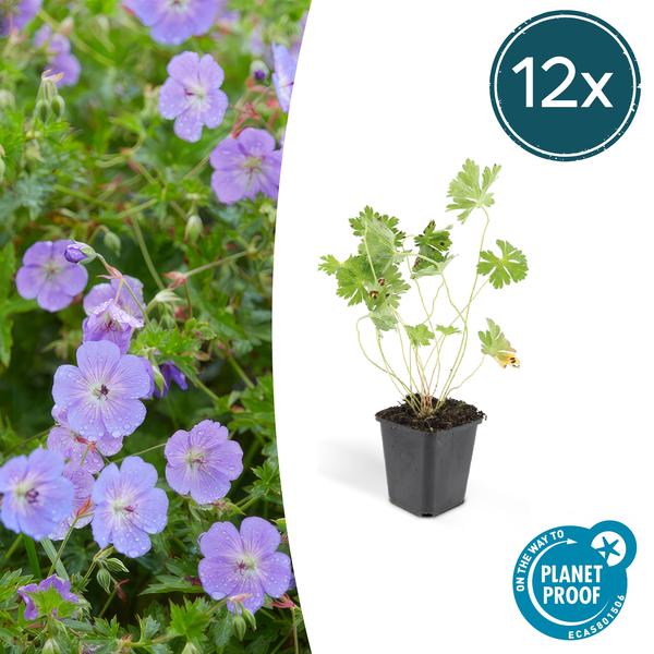 Geranium Rozanne - ↕10-25cm - Ø9cm - Ooievaarsbek - Bodembedekker - 12x