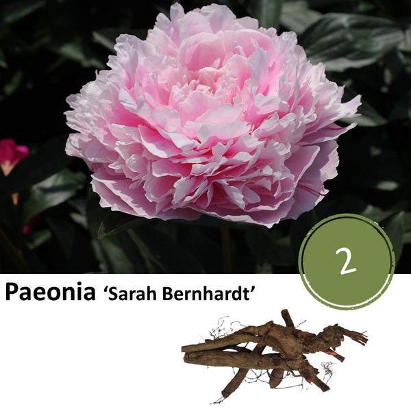 Pioenrozen - Paeonia ‘Sarah Bernhardt’ - 2x