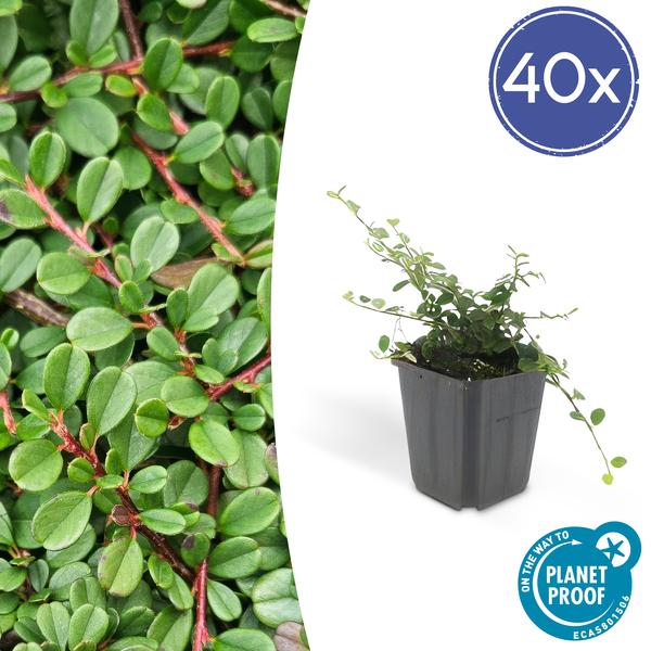 Cotoneaster Procumbens 'Streib's Findling' - ↕10-25cm - Ø9cm - Bodembedekker - Borderplant - 40x