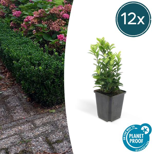 Euonymus Japonicus Green Spire - Buxus Vervanger - ↕10-25cm - Ø9cm - 12x