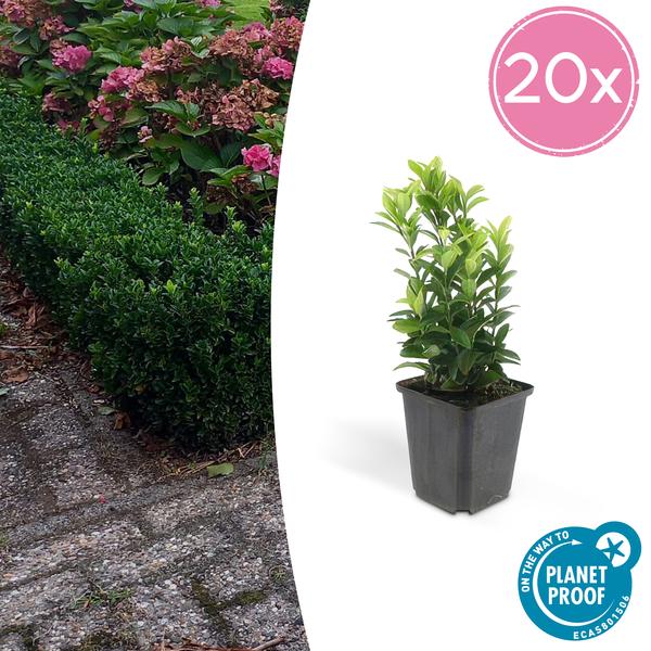 Euonymus Japonicus Green Spire - Buxus Vervanger - ↕10-25cm - Ø9cm - 20x