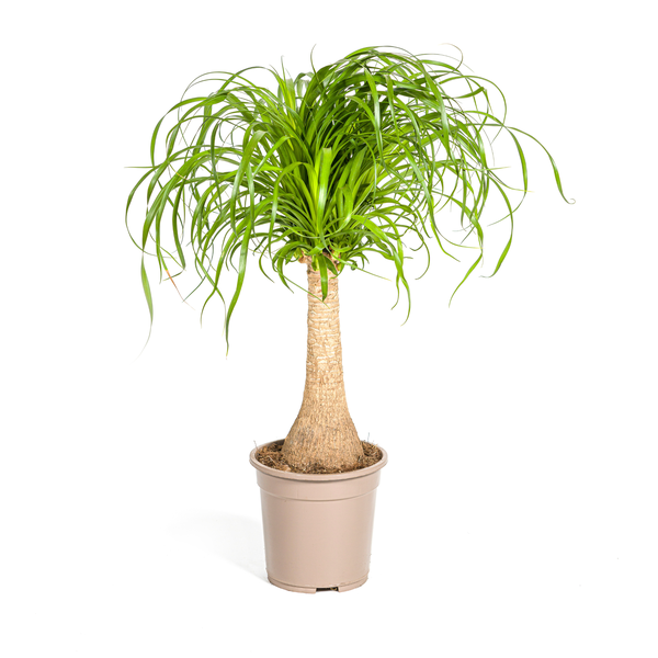 Beaucarnea Recurvata Stam - ↕70cm - Ø21cm - Olifantenpoot Plant